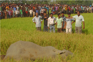 দুর্গাপুরে বন্য হাতির তাণ্ডবে নিহত ২, আহত ২