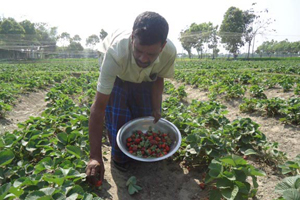 শেরপুরের স্ট্রবেরী চাষের উজ্জ্বল সম্ভাবনা