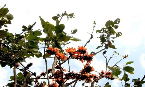 বসন্ত এসে গেছে