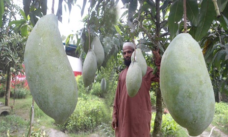 ৪কেজি ওজনের আম!