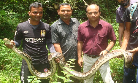 লাউয়াছড়ায় ২ অজগর এবং ৩ কচ্ছপ অবমুক্ত