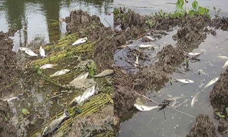 তালবাড়িয়া বিলে ট্যাবলেট বিষ প্রয়োগ
