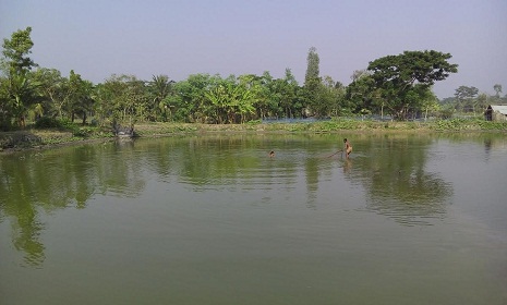 মানসম্মত রেনু পোনার অভাবে গলদা চিংড়ির উৎপাদন হ্রাস
