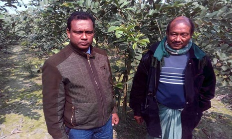 বছরব্যাপী থাই পেয়ারার চাষে সফল পীরগঞ্জের মথুর চন্দ্র