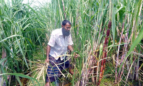 আখ চাষে স্বাবলম্বী হওয়ার স্বপ্ন দেখছেন মোফাজ্জল