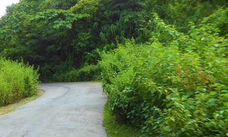 আলুটিলায় ট্রাক উল্টে নিহত ১, আহত ২