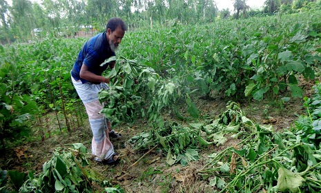 নন্দীগ্রামে কৃষকের বেগুন ক্ষেত নষ্ট করেছে দুর্বৃত্তরা