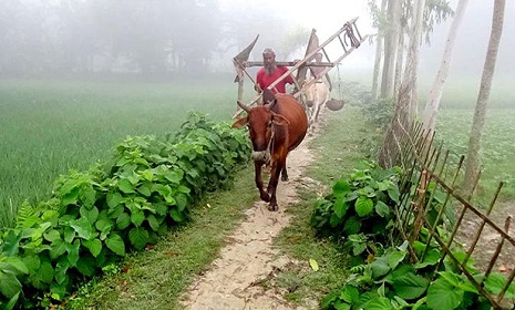 শীতের আগমনী বার্তা নিয়ে এলো হেমন্ত