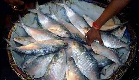 খুলনায় ইলিশের বাজারে আগুন