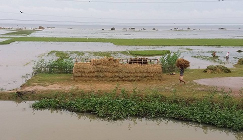 হাওর পাড়ের বাতাসে আর্তনাদের শব্দ