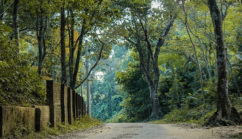 ঘুরে আসুন সিলেটের টিলাগড় ইকোপার্ক