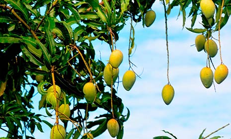 ভেজালের ভিড়ে চিনে নিন সেরা আম