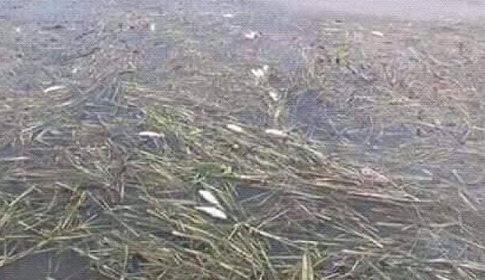 হাওরপাড়ে কমে আসছে সরকারি-বেসরকারি ত্রাণ সহায়তা
