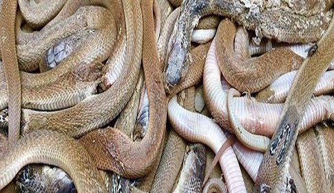 বাগমারায় শোয়ার ঘরে মিলল ২৬ গোখরা