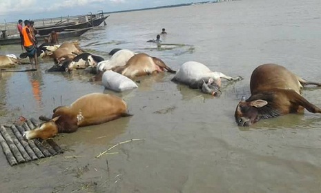 পদ্মায় কোরবানীর পশুবাহি ট্রলার ডুবি 