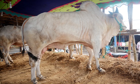 কুমিল্লায় গরুর হাটে গরু আছে, ক্রেতা নেই