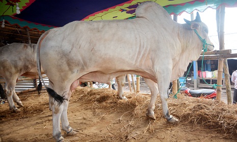 কুমিল্লায় গরুর হাটে গরু আছে, ক্রেতা নেই