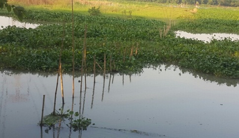 ধলেশ্বরী নদীতে অবৈধভাবে বাঁধ দিয়ে মাছ চাষ