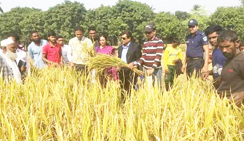 ঝিনাইদহে আমন ধান কর্তনের উদ্বোধন