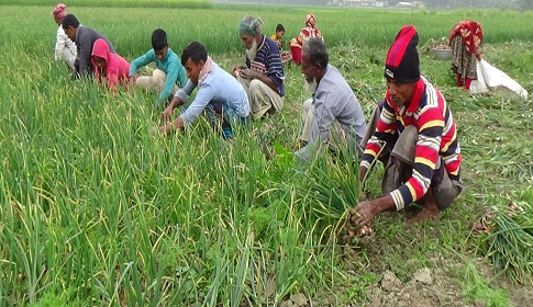 দর ভালো থাকায় শরীয়তপুরে অপরিপক্ক পেয়াঁজ তুলে আগাম বিক্রি 