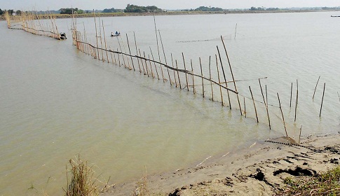 মধুমতি নদীতে ফের বাঁশের বেড়া দিয়ে মাছ শিকার