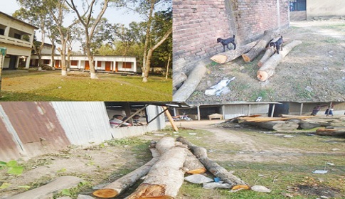 শৈলকূপায় মাধ্যমিক বিদ্যালয়ের গাছের ডালপালা কেটে সয়লাব!