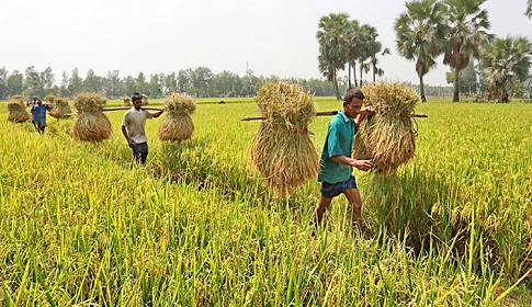 কৃষি খাতেও বাড়ছে খেলাপি ঋণ