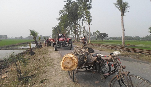 রাজারহাট-তিস্তা সড়কের দুই ধারে গাছ কাটার মহোৎসব, আটক ২