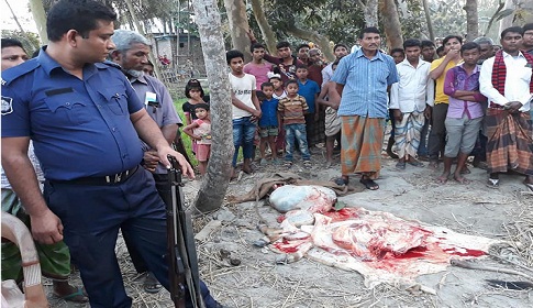 রোগাক্রান্ত গরুর মাংস বিক্রি, দুই কসাইয়ের জরিমানা 