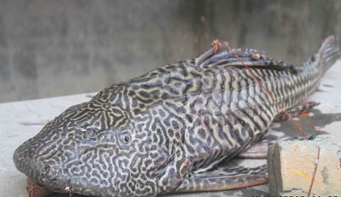 খাইঞ্জার হাওরে ধরা পড়লো বিরল প্রজাতির মাছ