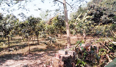 কোটচাঁদপুরে খাস জমি নিয়ে দুই পক্ষের টানাটানি