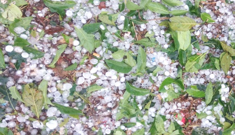 মাগুরায় ঝড়-শিলাবৃষ্টিতে নিহত ৩, বাড়ি বিধস্ত ও ফসলহানী