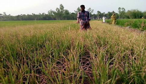 রাজারহাটে ঘাসমারা ওষুধ প্রয়োগে ধানক্ষেত বিনষ্ট