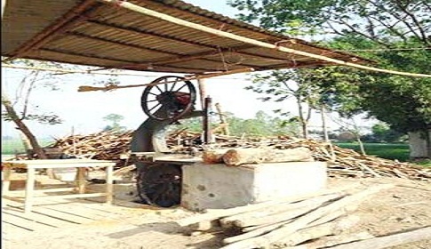 শেরপুরে অবৈধ করাত কলে সয়লাব