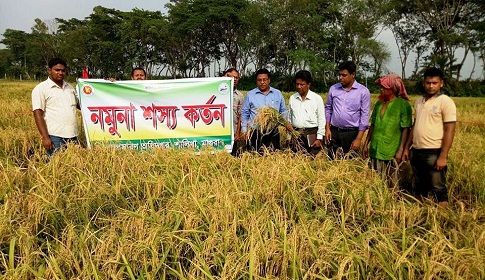 মাগুরায় শ্রমিক সংকটে বোরো ধান চাষিরা
