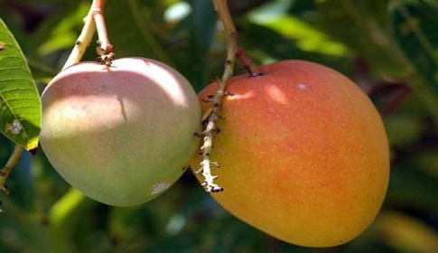 নিয়মিত আম খাওয়ার উপকারিতা