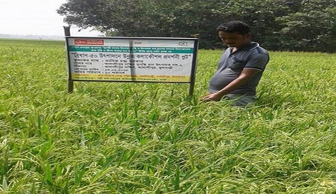 আশানুরূপ ফলন পাওয়ায় বাংলামতি ধান চাষে আগ্রহী হচ্ছেন ফুলবাড়ীর চাষিরা