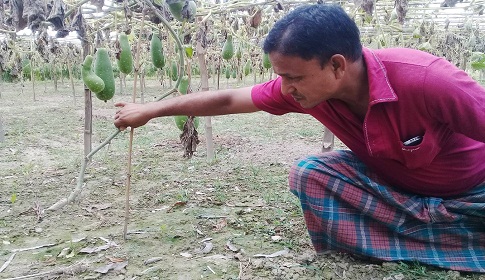 রাজারহাটে ৩০০ লাউ গাছ কর্তন