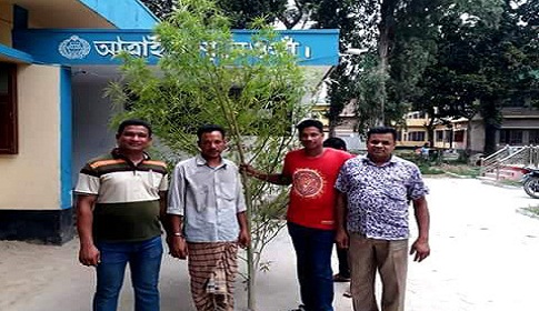 আত্রাইয়ে গাঁজার গাছসহ গ্রেফতার ১