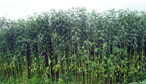 রাণীনগরে হারিয়ে গেছে সোনালী আঁশ পাটের যৌবন