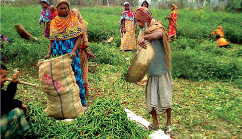 সিরাজগঞ্জে লাল মরিচের ঝাঁজে কৃষকের মুখে হাসি