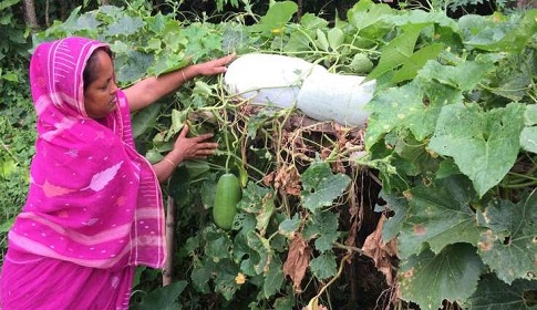 টাঙ্গাইলের গ্রামীণ চিত্র পাল্টে দিলেন জাতিসংঘ পুরস্কারপ্রাপ্ত আদর্শ চাষি রিনা বেগম