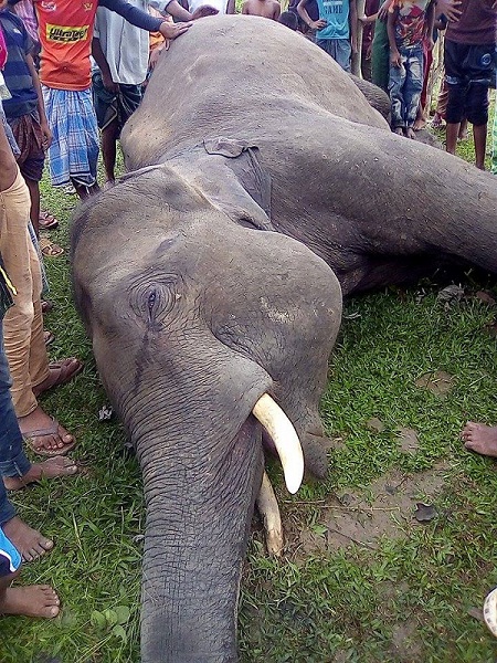 শেরপুরের ঝিনাইগাতী সীমান্তে বন্যহাতির মরদেহ উদ্ধার 