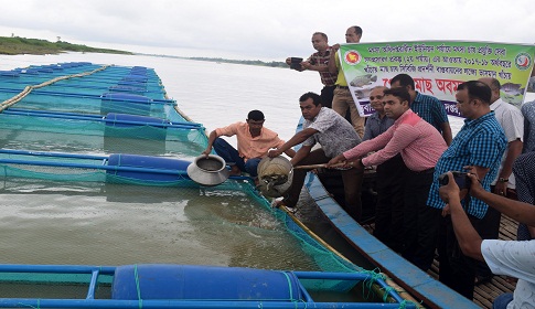 মাগুরায় নদীর পানিতে খাঁচায় মাছ চাষ শুরু