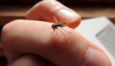 মশার কামড়ে যেসব ভয়াবহ রোগ হয়