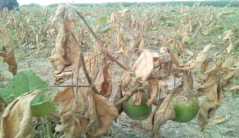 ফসলের উপর শত্রুতা, লাখ টাকার বেগুন শেষ