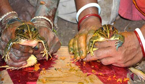 ব্যাঙের বিয়ে!