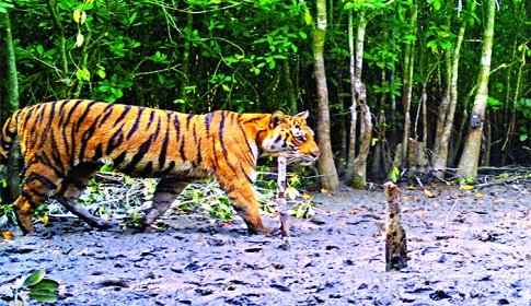 সুন্দরবনে অস্তিত্ব সংকটে বাঘ, খাদ্যের অভাবে আসছে লোকালয়ে