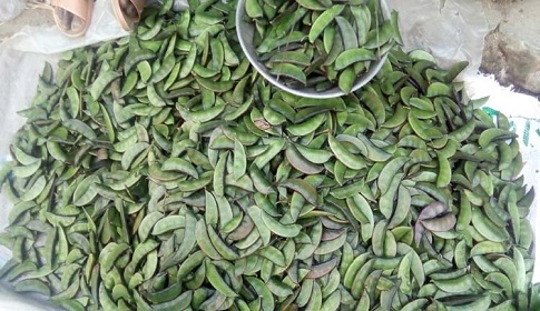 আগেভাগেই বাজারে শিম, দাম চড়া