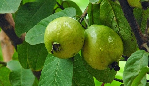 ডায়াবেটিস নিয়ন্ত্রণে সহায়ক পেয়ারা পাতা
